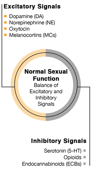 Normal sexual function: Excitatory signals - DA, NE, Oxytocin, MCs. Inhibitory signals - 5-HT, Opioids, ECBs.